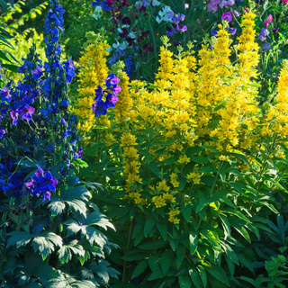 Garden plants in a sunny border